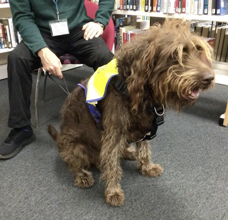 Pets as therapy - Lexa